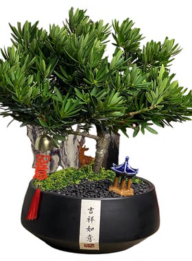 家有罗汉松.世代不受穷-招财绿植