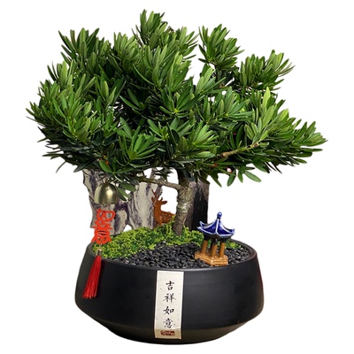 家有罗汉松.世代不受穷-招财绿植