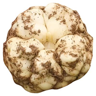 2025现挖宜兴鲜百合药食同源