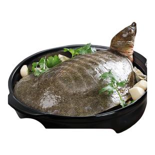 麻辣甲鱼熟食加热开袋即食整只甲鱼团鱼裙边麻辣鲜活食用卤憋王八