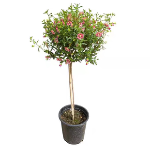 木槿花树苗可食用棒棒糖木槿花重瓣大苗阳台庭院盆栽耐寒多季开花