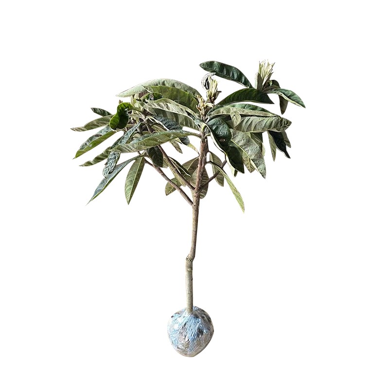 冠玉枇杷嫁接苗发源地苏州东山冠玉枇杷苗现挖带土球发货庭院果树