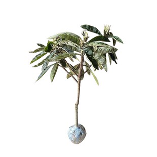 冠玉枇杷嫁接苗发源地苏州东山冠玉枇杷苗现挖带土球发货庭院果树