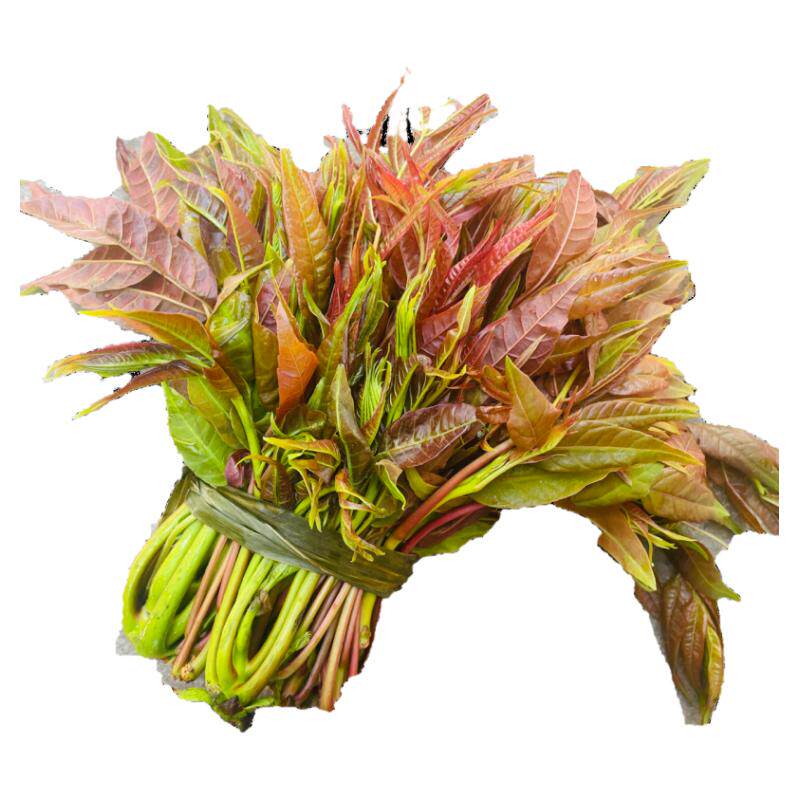 四季香椿新鲜蔬菜野外生长头茬老树香椿苗春菜红油香椿菜芽头嫩叶