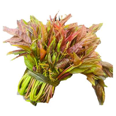 四季香椿新鲜蔬菜野外生长头茬老树香椿苗春菜红油香椿菜芽头嫩叶