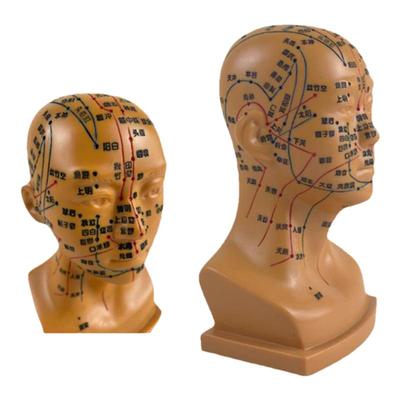 穴位头头部按摩人体针灸模型