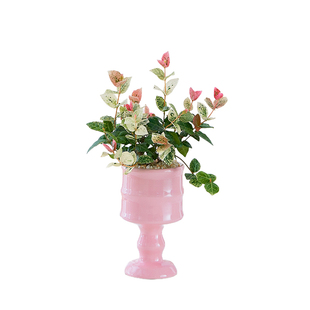 花叶络石盆栽络石花四季喜阳五彩叶花卉绿植阳台花园垂吊植物好养