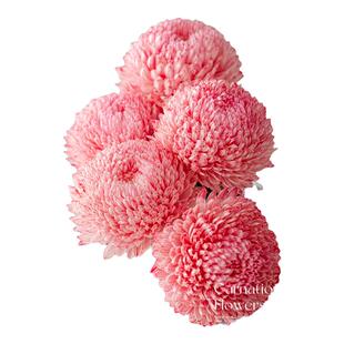 特级牡丹菊花青花瓷鲜切花卉吸色菊家用插花水养水培真花期长花束