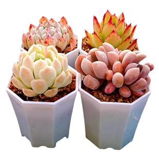 【进口颗粒精植土】多肉专用营养种植土 力荐自配土19.9五升包邮