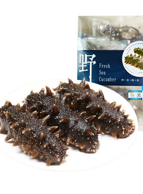 大连海参即食刺参鲜活非淡干辽参500g特价冷冻年货新鲜水产食用