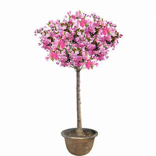海棠花盆栽树苗老桩四季开花卉植物室内花庭院阳台名贵绿植好养活