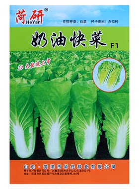 奶油快菜种子20天可吃四季播种