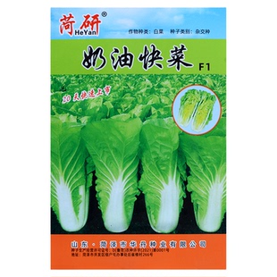 奶油速生快菜种子20天可吃早熟耐热小白菜种籽蔬菜园盆栽四季播种
