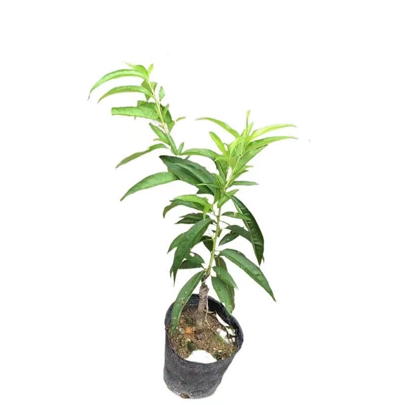 落叶嫁接桃树苗桃子果苗阳台盆栽