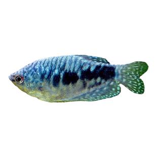 曼龙鱼小型热带观赏鱼黄曼龙鱼蓝万龙不用充氧练手淡水鱼耐养活体