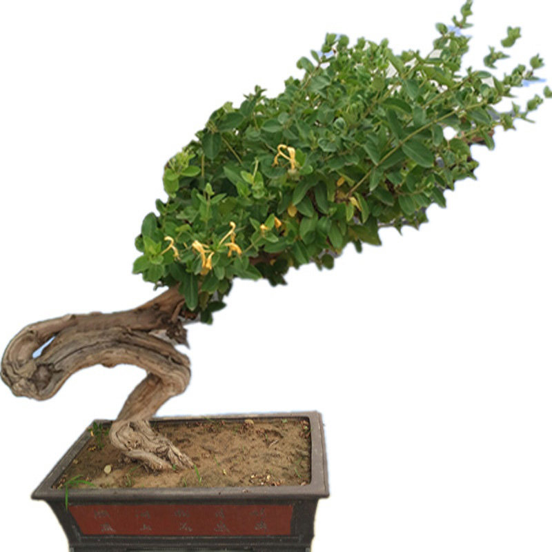 四季花卉红色五彩金银花盆栽地栽盆景老桩爬藤树苗庭院耐寒植物