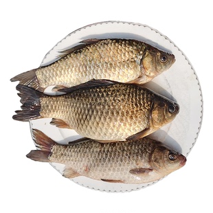 3斤装微山湖野捕生态鲫鱼新鲜活鱼现杀土鲫鱼孕产妇下奶月子炖汤