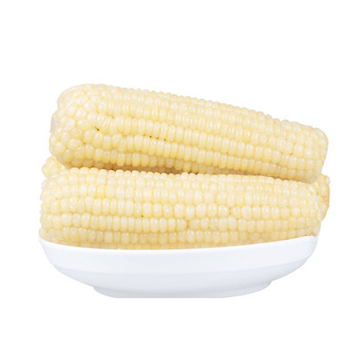 东北粘玉米棒40支商用