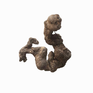 终南山野生猪苓中药材正宗猪苓汤精选深山自挖猪屎苓干货