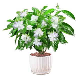 丁香花盆栽狗牙花室内室外阳台客厅办公桌四季常青绿植净化空气