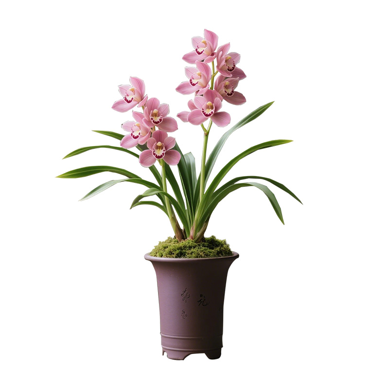 【玫粉繁星】兰花苗建兰四季兰名贵盆栽花卉植物浓香兰草国兰室内