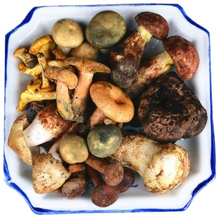 新鲜野生黑松露牛肝菌羊肚菌赤松茸鸡枞菌汤包竹荪组合菇两斤包邮