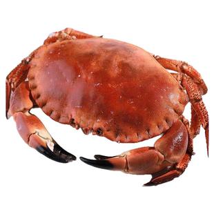 面包蟹黄金蟹鲜活生冻帝王蟹大只冷冻生梭子蟹飞蟹母螃蟹英国进口