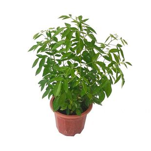 包邮潮汕仙草苗石榴红花瑞草苗抹草盆栽小槐花三叶青家居盆栽阳台