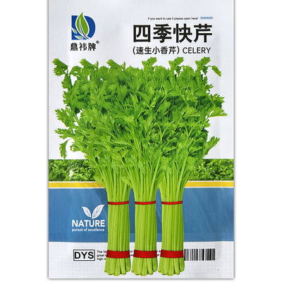 四季老品种实心小香芹芹菜种子