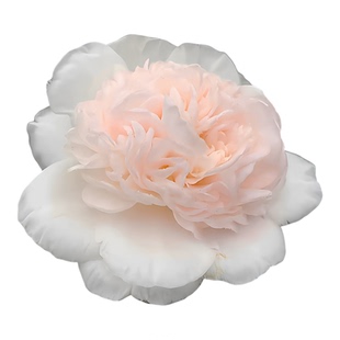 新品进口巨型白色四季花开不断戴氏之歌茶山茶花耐冻耐寒绿植盆栽