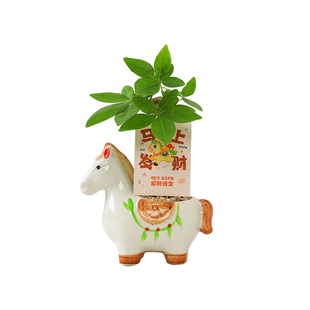 【马上发财】发财树小盆栽室内客厅办公室桌面绿植富贵竹四季好养