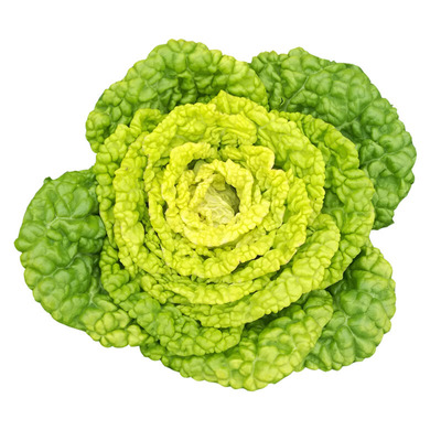 河南霜冻黄心菜青菜黄心菜叶