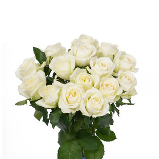白玫瑰鲜切花家庭云水养婚礼情人节花束基地直发顺丰南保鲜剂年宵