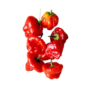 牙买加红辣椒种子超辣鬼椒高产果味浓郁传家宝春秋室内阳台盆栽