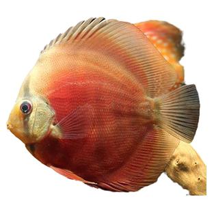 七彩神仙鱼热带观赏鱼淡水鱼阿莲卡松石红鸽子鱼财神天之蓝燕子鱼