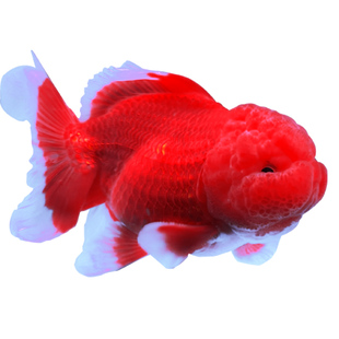 泰狮金鱼冷水鱼淡水鱼鎏金兰寿红狮金鱼观赏鱼红色黑色好养耐活鱼