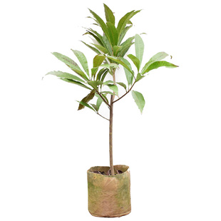 正宗鸡蛋果树苗蛋黄果树苗名贵仙桃水果树苗盆栽地栽带土带叶发货