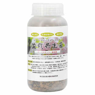 日本进口盆栽盆景丛枝菌外生菌根菌蔷薇科柏科衫桧枫榉槭樱花梅