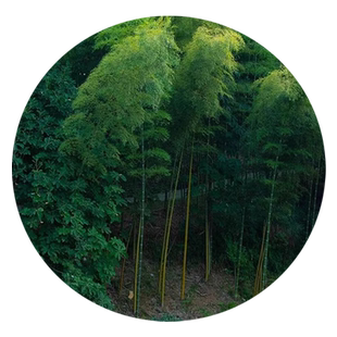 竹子种籽观赏北方矮竹子苗庭院紫竹黄金竹罗汉竹耐寒大型毛竹种子