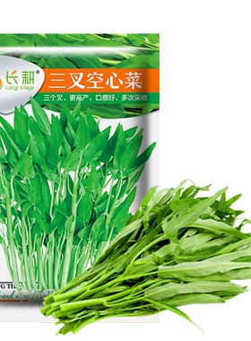 长耕三叉空心菜种籽大全四季可种