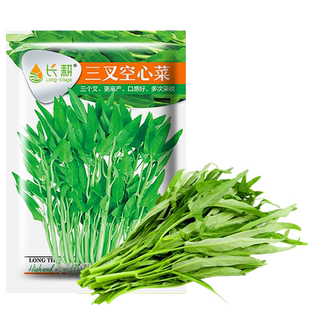 三叉空心菜种籽大叶青梗柳叶菜种籽四季盆栽蔬菜种子孑白杆通心菜
