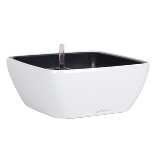 多肉专用花盆懒人自吸控水盆大口径植物创意造景食虫捕蝇草盆栽盆