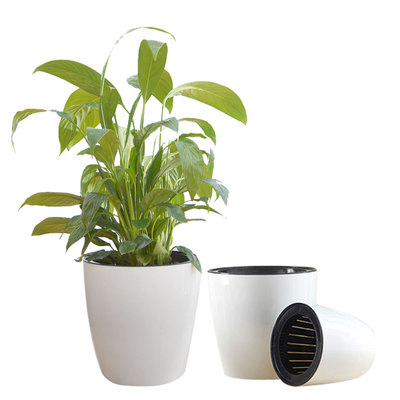 简约塑料水培绿萝自动吸收