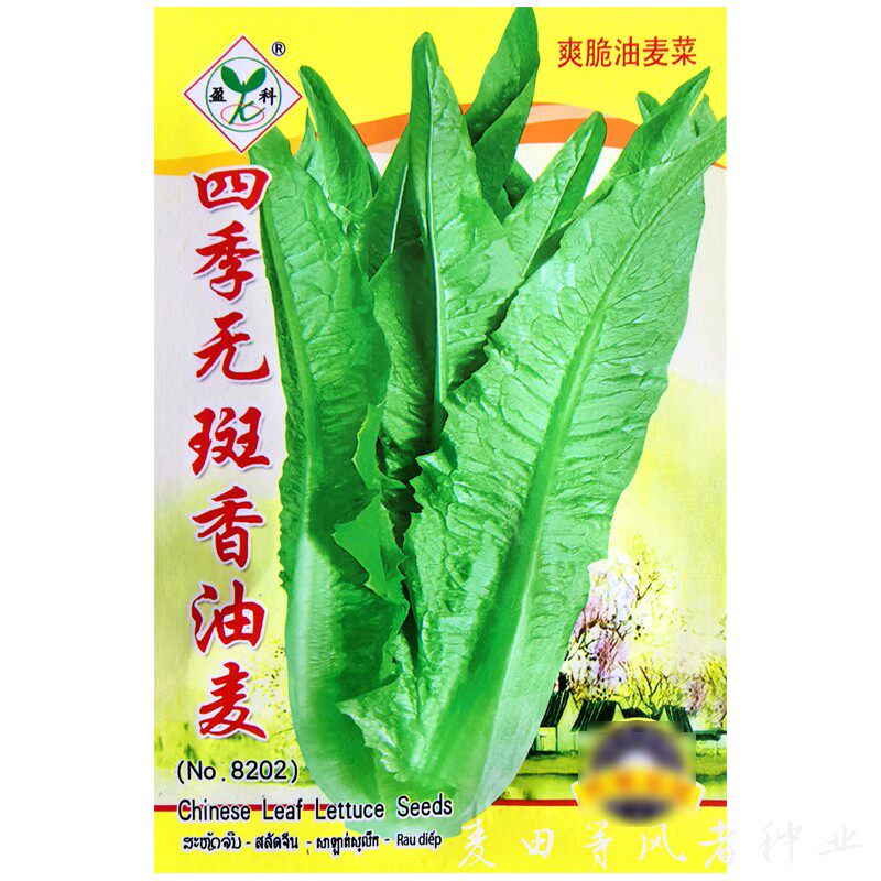 四季无斑油麦菜种子阳台盆栽庭院农家播种植疏蔬菜莜麦菜种籽孑