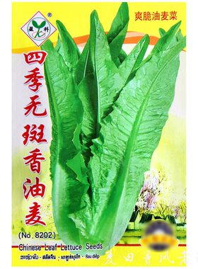 品质好四季无斑油麦菜香脆清香