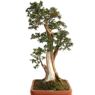 云南木本大白花杜鹃 白杜娟花卉盆景高山杜鹃庭院映山白