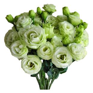 花点时间洋桔梗鲜花云南基地直发客厅办公室水养花瓶插花鲜切花束