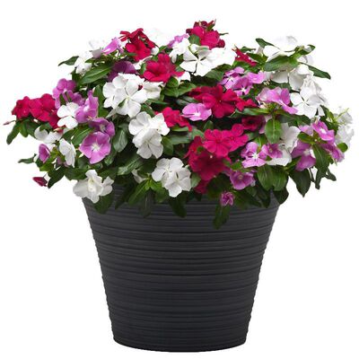 长春花种子四季开花易活室内室外花卉植物盆栽庭院日日春花种籽子