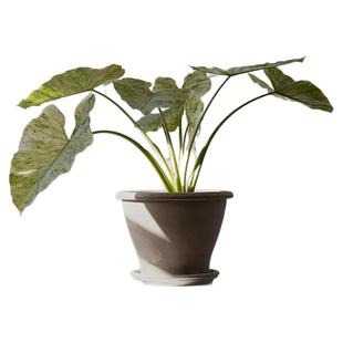 EV铃铛盆系列透气透水不变色意大利进口大气婉约陶盆