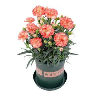 康乃馨鲜花盆栽四季开花带花苞石竹花苗室内阳台庭院绿三八女神节